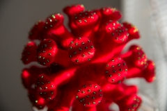 koronavirus