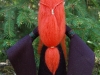 elf-5